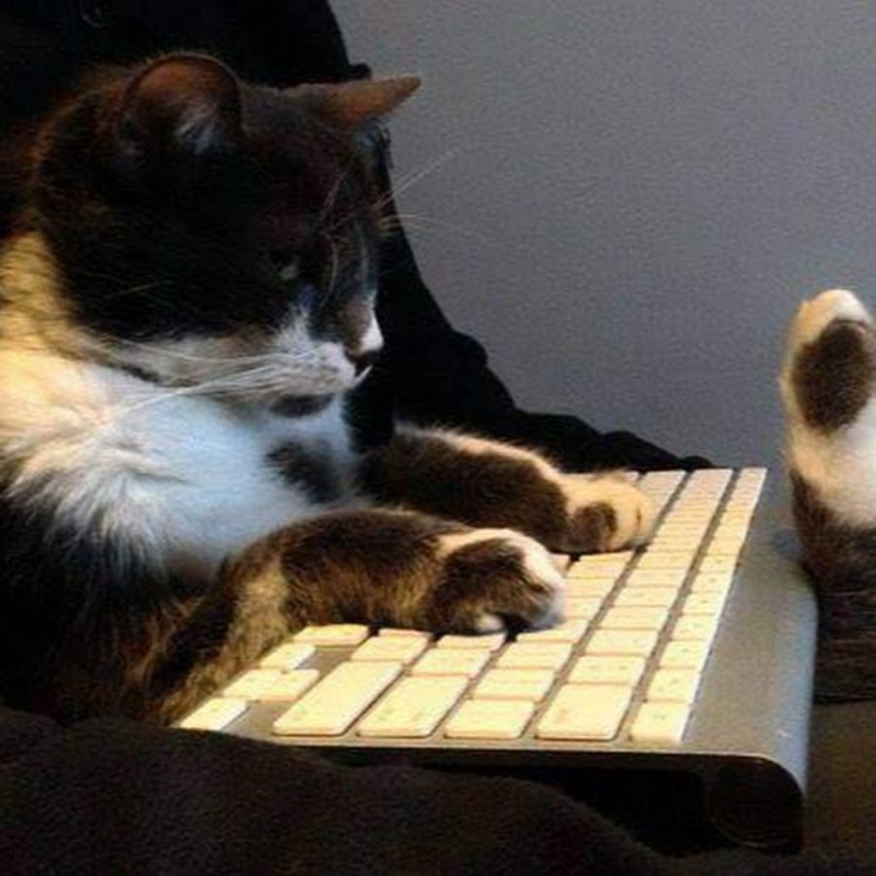 Create meme: kitten on the keyboard, the cat is typing on the keyboard, cat with keyboard