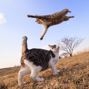 Create meme: cats, fat flying cat, the cat is happy