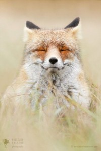 Create meme: animals, Fox, Fox