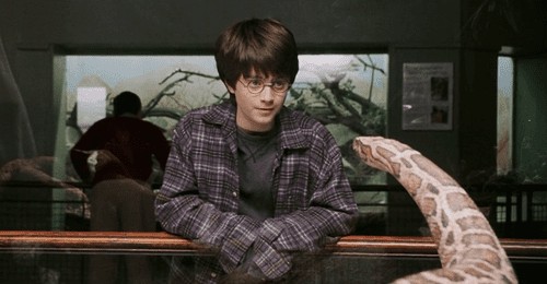 Create meme: Harry Potter and the philosopher's stone , Harry Potter , Harry Potter and the snake