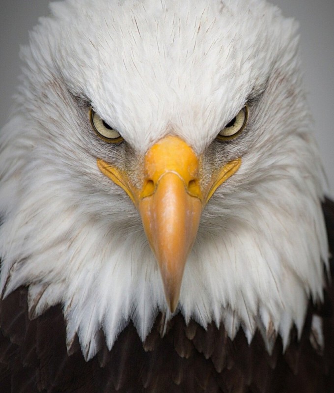 Create meme: bald eagle , bald eagle, bald eagle full face