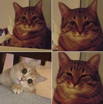 Создать мем: улыбающийся кот мем, довольный кот мем, коты мемы
