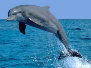 Create meme: common Dolphin, delfin, the black sea bottlenose Dolphin