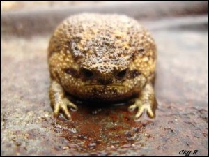 Создать мем: frog, toad, угрюмая лягушка