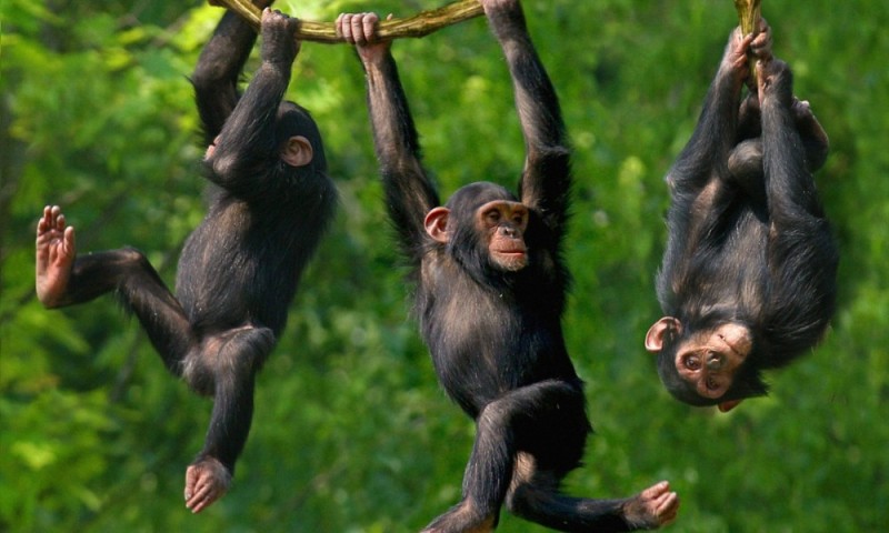 Создать мем: обезьянки большие, обезьяна висит, шимпанзе с яйцами