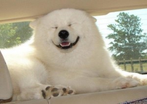 Создать мем: polar bear, dog, собака улыбака