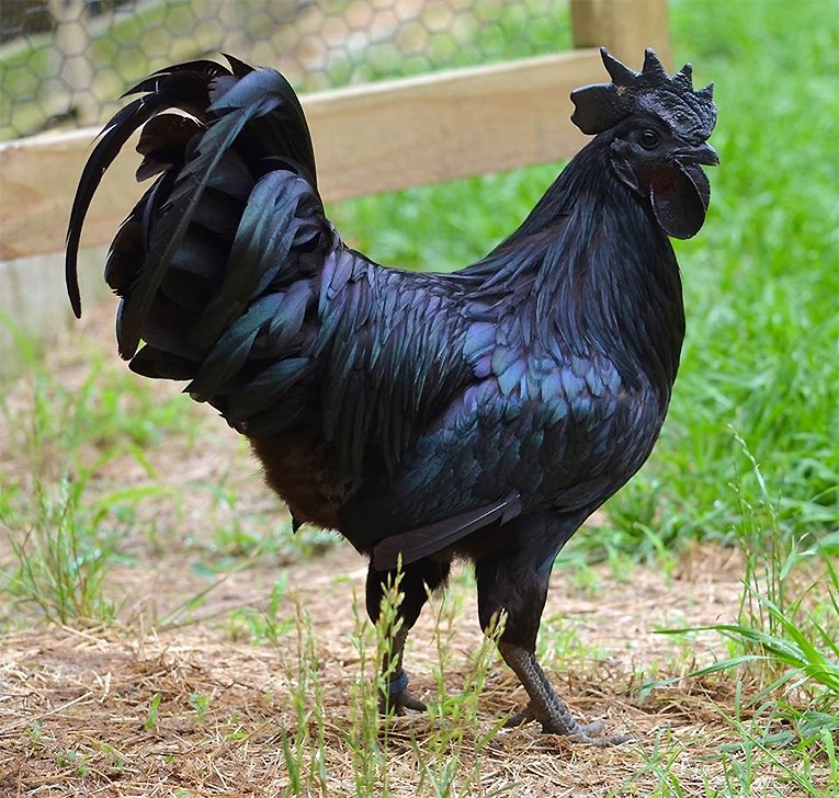 Создать мем: чёрная порода кур, петух черный, чёрная курица порода