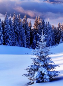 Create meme: winter snow, winter forest, winter forest