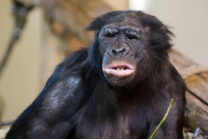 Создать мем: шимпанзе бонобо канзи, шимпанзе бонобо, шимпанзе