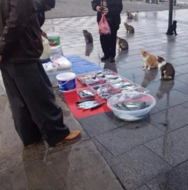 Создать мем: животные бездомные, кот и рыба, рыбов продаете оригинал