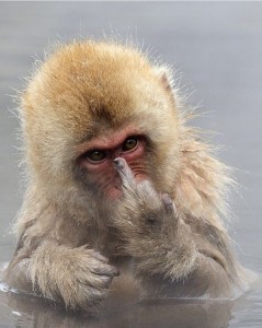 Create meme: macaque facts, monkey, macaques