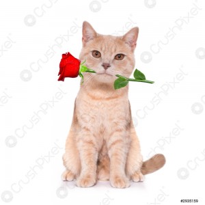 Create meme: kitten sitting, the cat gives flowers, Shorthair