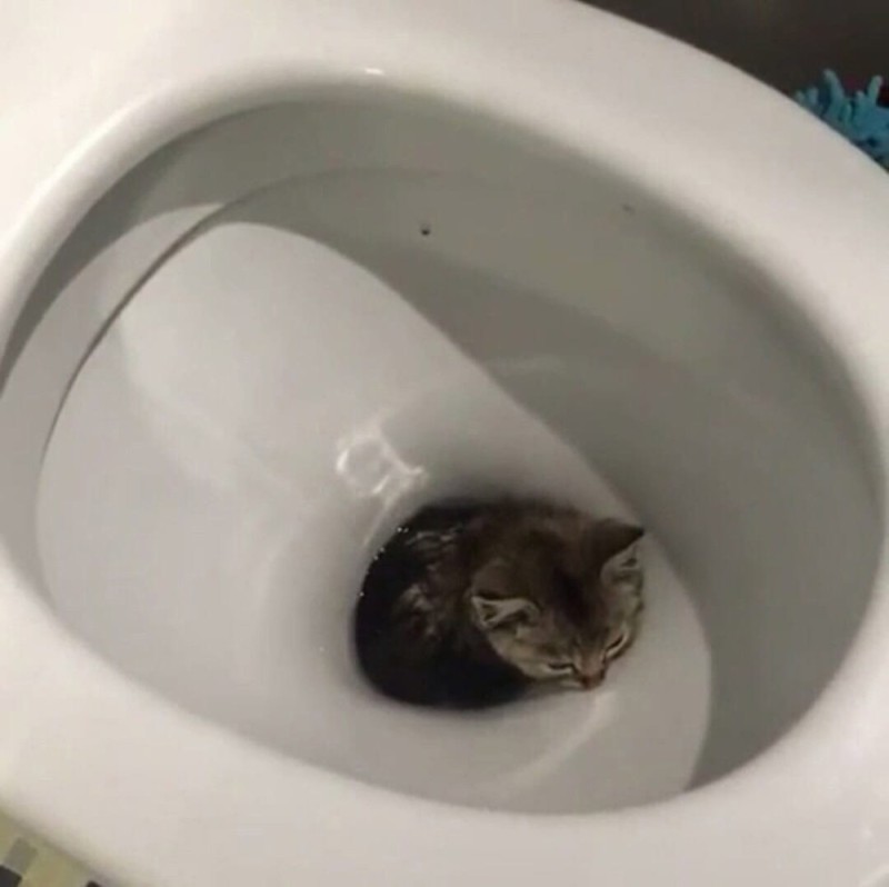 Create meme: cat , seals , the cat in the toilet 