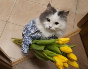 Create meme: cat with a bouquet of flowers, dash cat with flowers, cat with flowers on March 8