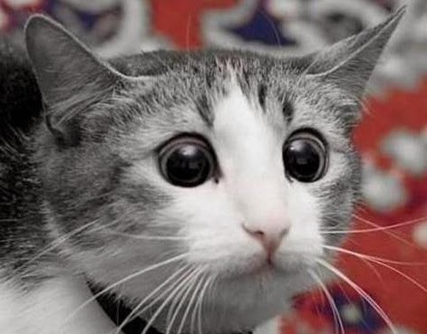 Create meme: animals cute, cat whiskers, surprised kitty