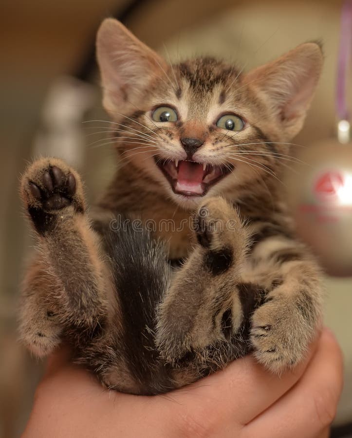 Create meme: cat , cat meows, happy cat
