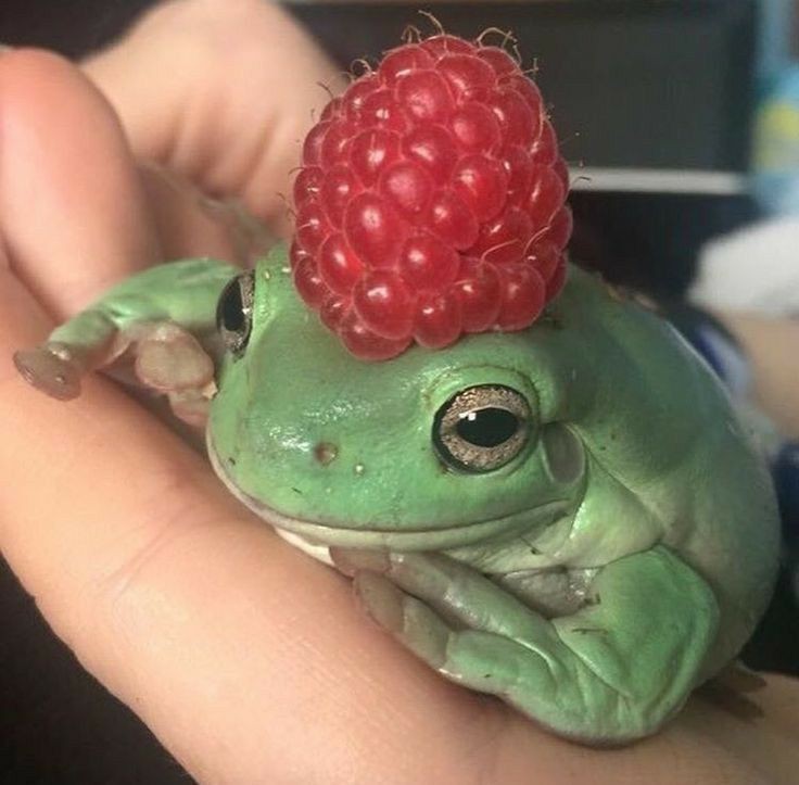 Создать мем: клубничная лягушка, смешная жаба, лягушка с ягодкой на голове