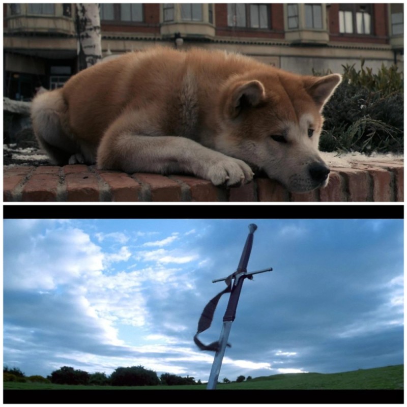 Create meme: hachiko the dog, Akita inu Hachiko , the breed is Hachiko