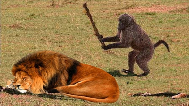 Создать мем: мем обезьяна бьет палкой льва, обезьяна против тигра, copy link