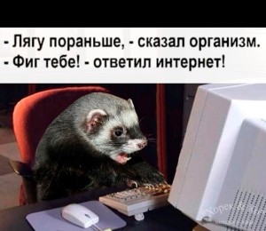 Create meme: ferret in the home, home ferret, pet ferret