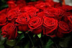 Создать мем: голландские розы, букет красных роз, роза чайно-гибридная фридом
