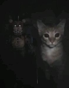 Create meme: fnaf movie, cat , Scary cats in the dark