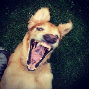 Create meme: smiling animals, dog, happy dog