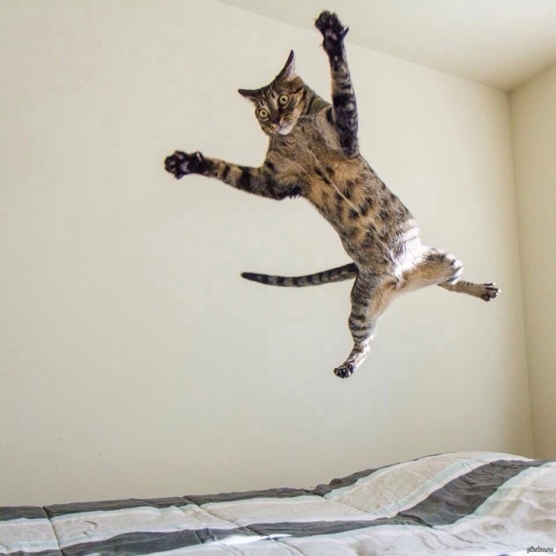 Создать мем: кот в полете, летающая кошка, прыжок кота