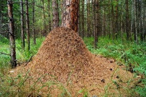Создать мем: лесной муравейник, муравейник лесных муравьев, муравьи строят муравейник