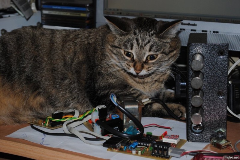 Create meme: the cat and the computer , cat , cat ham