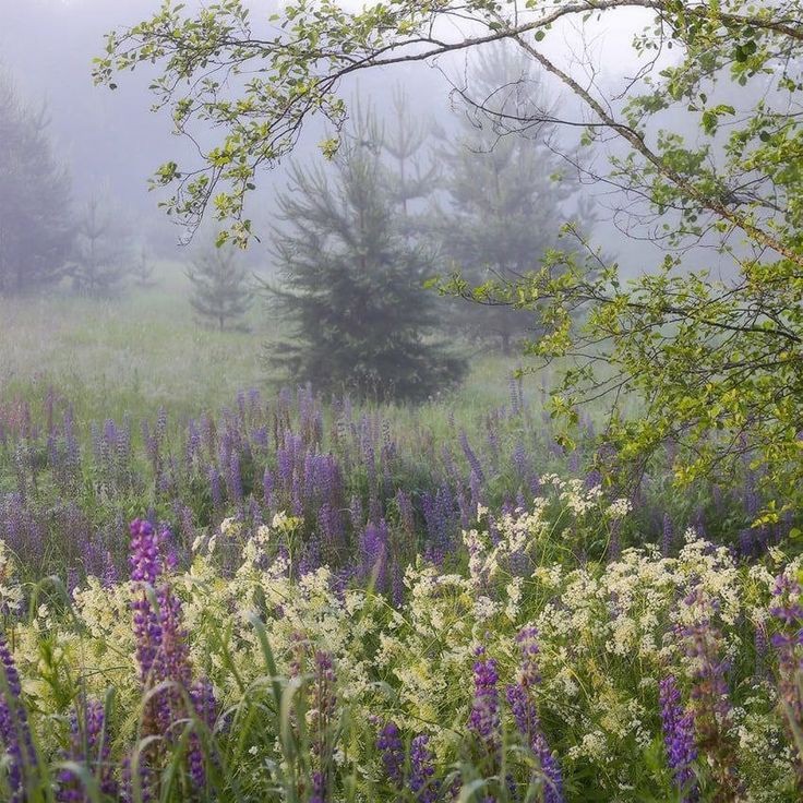 Создать мем: долина реки сходня люпины, природа, цветы в тумане