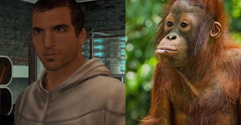 Создать мем: орангутанг самка, orangutan, орангутан