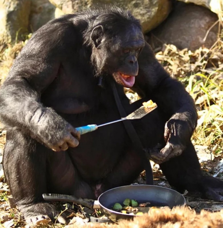 Создать мем: шимпанзе добывает пищу, бонобо канзи, шимпанзе