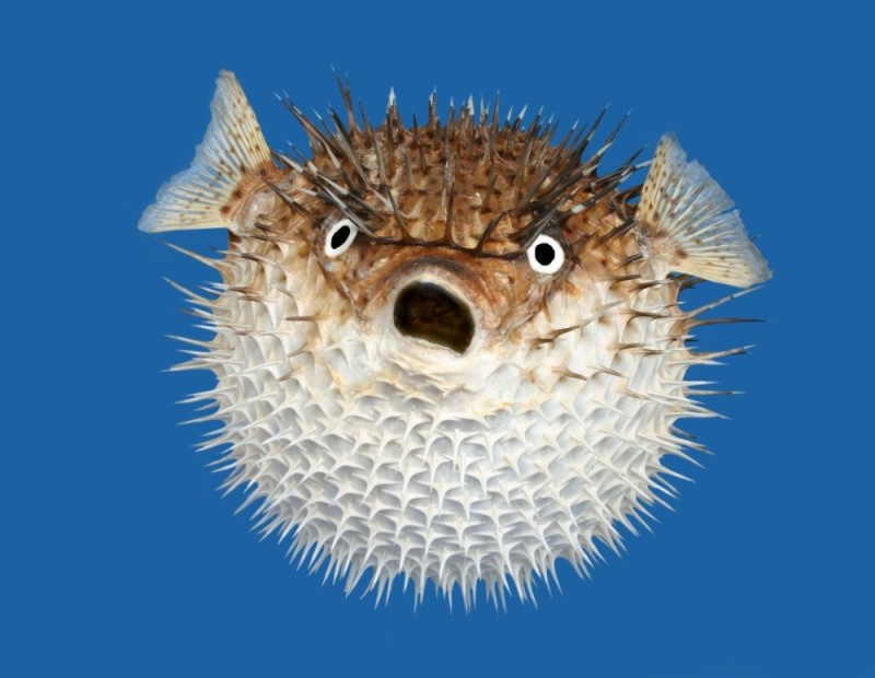 Create meme: puffer fish , long - necked fish hedgehog, poisonous puffer fish