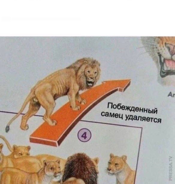 Создать мем: побежденный самец, лев, тело льва