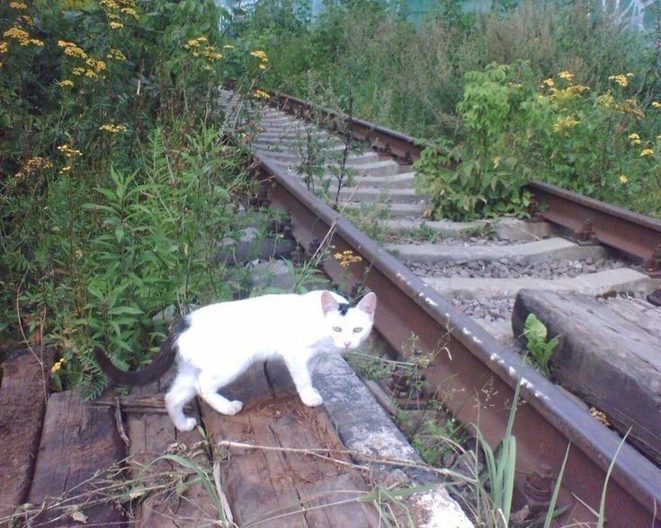 Создать мем: кошка, коты на железной дороге, на рельсах