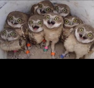 Create meme: owl, animals, funny owls