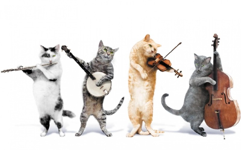 Create meme: the dancing cat, cats are musicians, a cat with a violin
