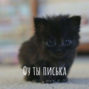 Создать мем: котик, очаровательные котята, котята милые