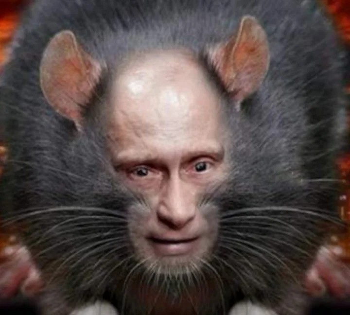 Создать мем: плешивая ботоксная крыса, тупая крыса, крыса