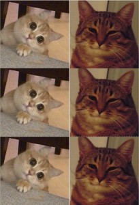 Создать мем: кот мем довольный, мем кошка, мем котик