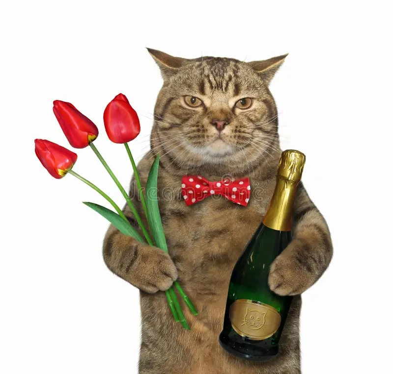 Create meme: cat , cat with a glass of wine, cat with a bottle