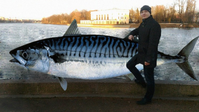 Создать мем: макрель и скумбрия, рыба семейства скумбриевых, atlantic mackerel