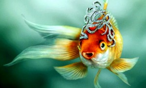 Create meme: goldfish, gold, fish