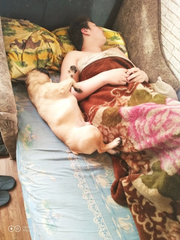 Создать мем: собака спит с хозяином в постели, домашние питомцы, спящая жена