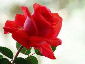 Создать мем: фон розы красные, red rose, красный фон розы