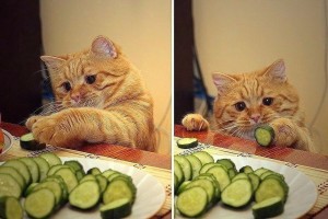 Create meme: funny cats, the cat is a vegetarian