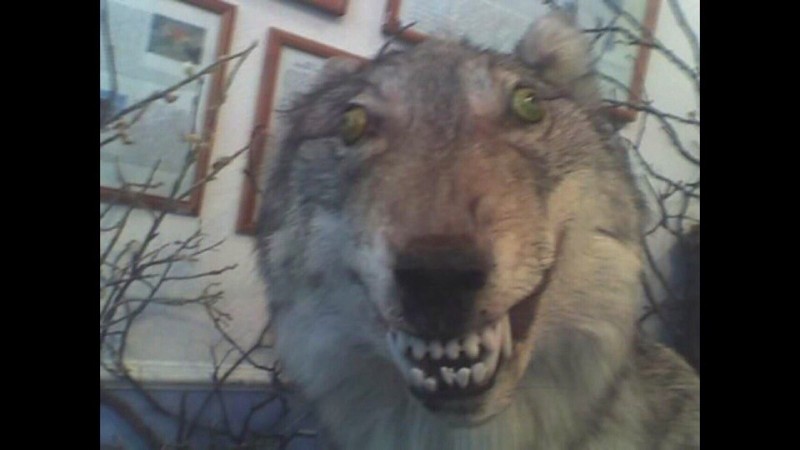 Create meme: stoned wolf , carbon monoxide wolf, stoned wolf meme
