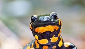 Создать мем: тритон огненная саламандра, саламандра животное, огненная саламандра salamandra salamandra