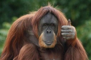 Create meme: Orangutan 